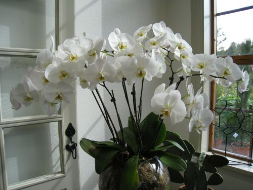 Gėlė, Orchidėja, Pasodintas Augalas, Puodą, Oranžerija, Stiklo Plokštės, Durys, Vasara