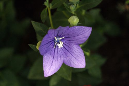 Gėlė,  Balionas,  Violetinė,  Žiedas,  Žydi