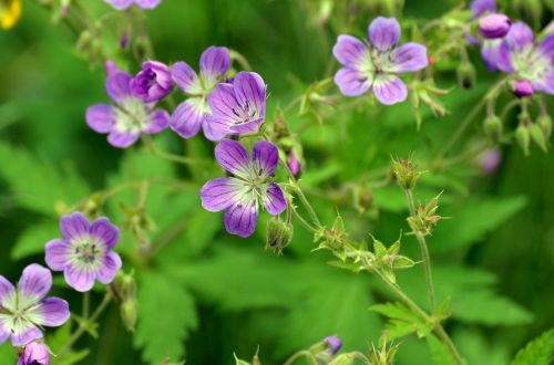 Gėlė, Violetinė, Vasara, Cranebill