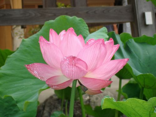 Gėlė, Lotosas, Budizmas