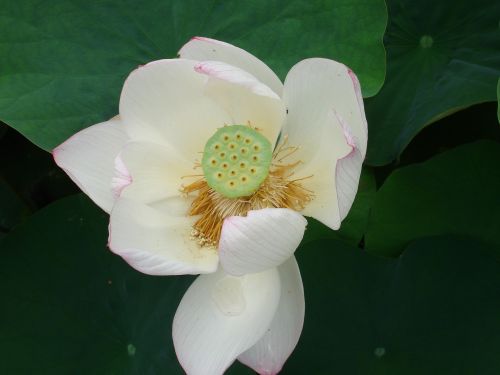 Gėlė, Lotosas, Budizmas