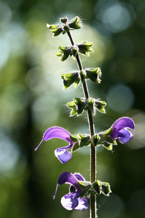 Gėlė, Violetinė, Makro