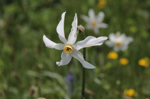 Gėlė, Weiss, Daffodil