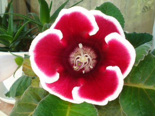 Gėlė,  Gloxinia,  Raudona,  Balta