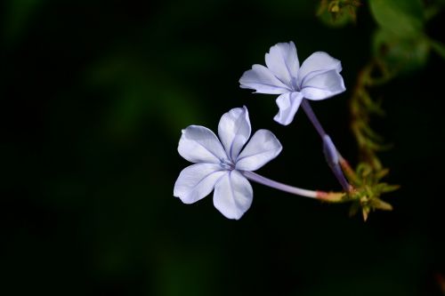 Gėlė, Levanda, Gamta, Violetinė, Vasara, Žolė, Natūralus, Žolelių, Žiedas, Flora, Žydėti, Sodas, Violetinė, Žydi, Balta, Kvepalai, Kvepalai, Sodininkystė, Mėlynas, Pavasaris, Aromatas, Augalas