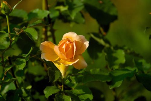 Gėlė, Rožė, Oranžinė