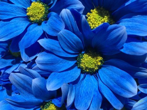 Gėlė,  Mėlynas,  Žiedlapiai,  Fonas,  Gamta,  Augalas,  Žiedas,  Daisy,  Botanikos