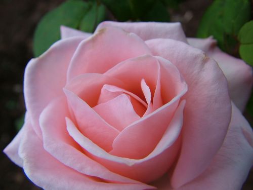 Gėlė, Rosa, Gamta