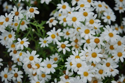 Gėlė, Puokštė, Baltos Anemones, Gamta, Flora, Pavasaris