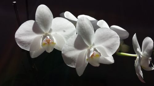 Orchidėja, Gėlė, Balta, Balta Gėlė, Gamta, Žiedas, Žydėti, Žydi, Gėlių