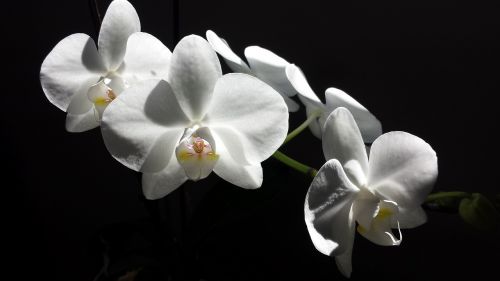 Orchidėja, Gėlė, Balta, Balta Gėlė, Gamta, Žiedas, Žydėti, Žydi, Gėlių