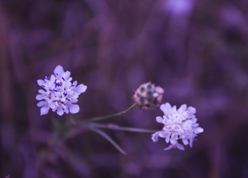 Gėlė, Gamta, Vasaros Gėlės, Violetinė, Romantiškas