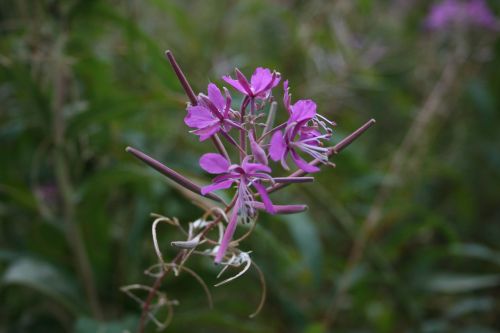 Laukas,  Gėlė,  Violetinė,  Gėlė