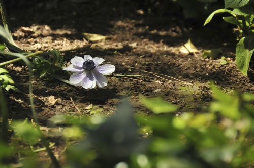 Gėlė, Violetinė, Gamta, Vienas