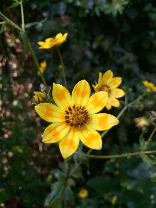 Gėlė, Daisy, Meskal, Etiopija, Geltona