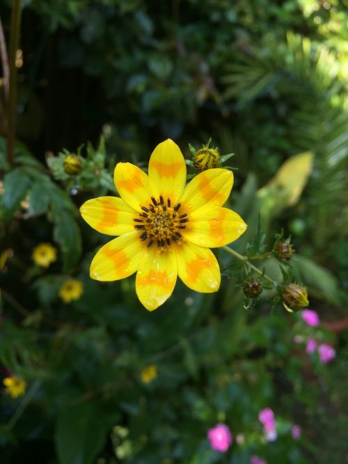 Gėlė, Daisy, Meskal, Etiopija, Geltona