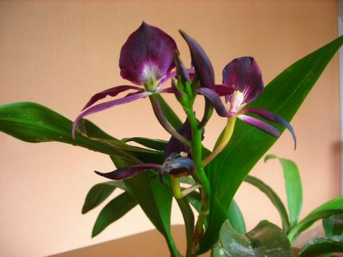 Gėlė, Orchidėja, Violetinė, Augalas, Namas