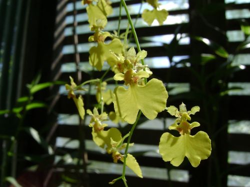 Gėlė, Orquideas, Epidandrum