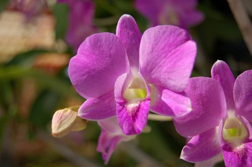 Gėlė, Orchidėja, Violetinė