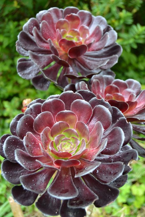 Lėkštelės Gamykla, Aeonium Arboreum, Gėlė, Sodas, Anglija, Cornwall
