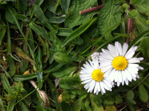 Gėlė, Daisy, Gamta