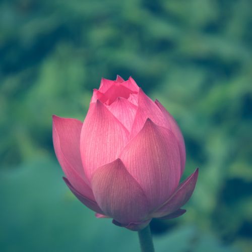 Lotuso Gėlė, Gėlė, Lotosas, Vandens Augalas, Rožinės Žiedlapių, Tvenkinys