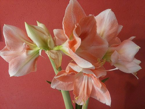 Gėlė, Amaryllis, Rožinis, Balta, Augalas, Flora, Hippeastrum