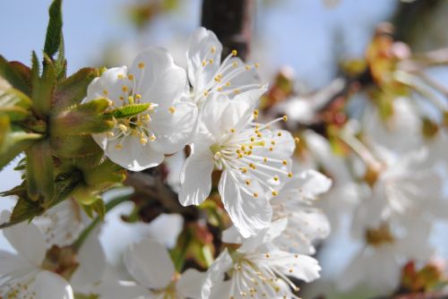 Gėlė, Pavasaris, Migdolų Medis, Balta