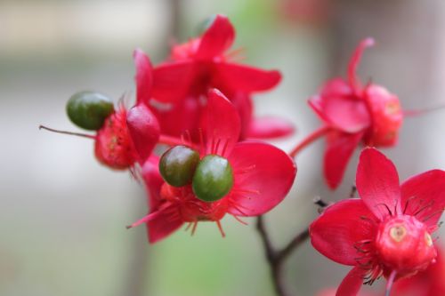 Gėlė, Raudona Gėlė, Hua Xie, Egzotiškas, Atogrąžų