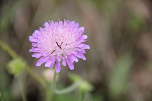 Gėlė, Violetinė, Žiedas, Žydėti, Ganykla