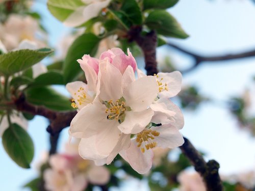 Gėlių Obelis,  Gėlės,  Pavasaris,  Flowery Branch,  Pobūdį,  Medžiai,  Balta Gėlė,  Žydėjimo,  Žiedlapiai,  Kvepalai,  Apdulkinimas