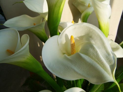 Gėlių Puokštė, Baltos Kalos Lelijos, Supjaustytos Gėlės