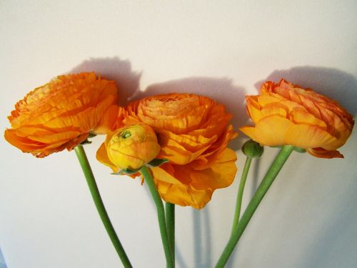 Gėlių Puokštė, Oranžinė, Supjaustytos Gėlės
