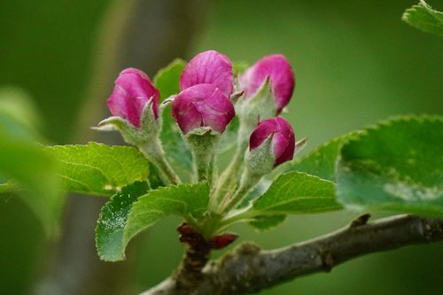 Žiedpumpurių,  Obelis Ziedas,  Pavasaris