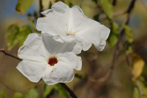Gėlių Cazahuate, Medis, Žievė