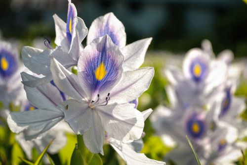 Gėlių Laukas, Balta Mėlyna, Gėlė, Lapija, Saulės Šviesa, Kerala, Indija