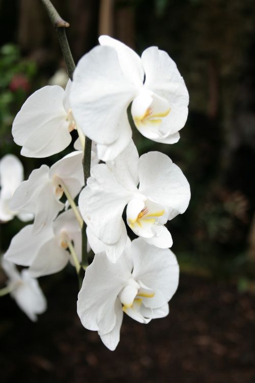 Orchidėja, Gėlė, Balta, Atogrąžų, Gamta, Žiedas, Romantiškas, Natūralus