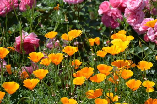 Gėlių Sodas,  Oranžinis Žiedas,  Kalifornijos Aguona