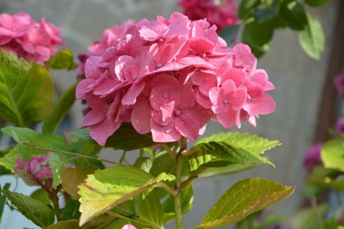 Gėlių Hortenzija, Tamsiai Rožinė, Lapai, Gamta, Sodas, Masyvas, Maži Žiedlapiai