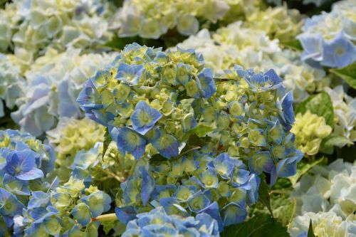 Gėlių Hortenzija, Mėlynas, Sodas, Gėlės, Augalas, Mėlynos Gėlės, Flora, Botanika