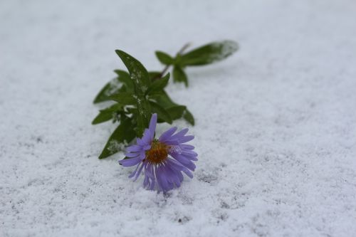 Gėlė Sniege, Pirmas Sniegas, September