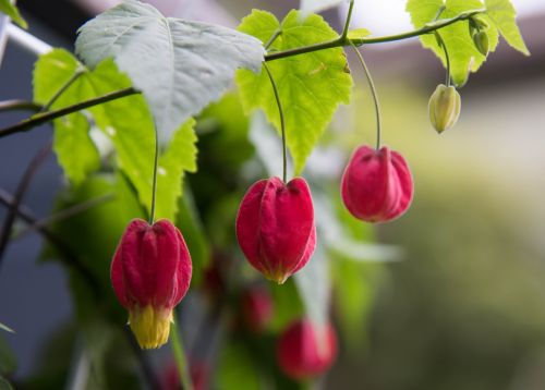 Gėlių Žibintai, Fuchsias, Bellionija