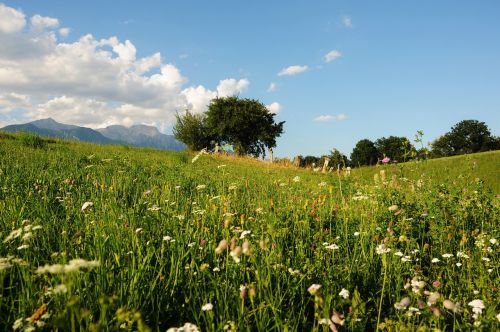 Gėlių Pieva, Medis, Kraštovaizdis, Idilija, Dangus, Gėlės, Laukas, Žolelės, Tyrol