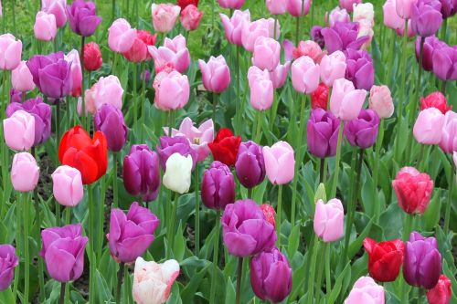 Gėlių Pieva, Tulpės, Spalvinga, Pavasaris, Gamta, Sodas, Gėlės