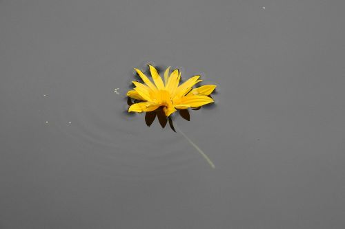 Gėlė Ant Vandens, Geltona, Gamta