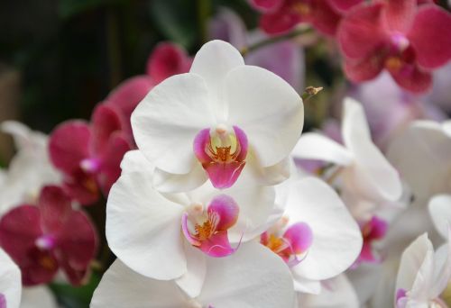 Gėlių Orchidėja, Balta Spalva, Apdaila, Dovanų Renginiai, Pasiūlyti Gėlių, Augalai Egzotiniai