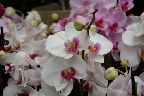 Balta Orchidėja, Apdaila, Dovanos, Pasiūlymas, Balta Gėlė, Orchidėja, Orchidaceae, Augalas
