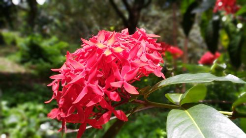 Gėlių Špagatas, Gėlė, Raudonos Gėlės, Vakarų Indijos Jazminas, Ixora