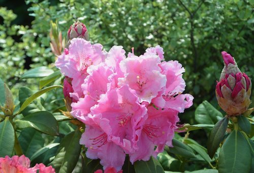 Gėlė Rhododendron,  Mygtuką Gėlė Rhododendron,  Pobūdį,  Rhododendron Rožinė,  Pavasaris,  Gėlių Sodas,  Žydėjimas