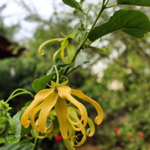 Gėlės, Seulanga, Geltona Žydėti, Tipiškas Acehas